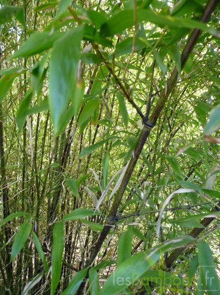 phyllostachys.nigra.daikokuchiku256