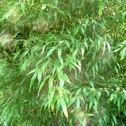 Nigra Daikokuchiku