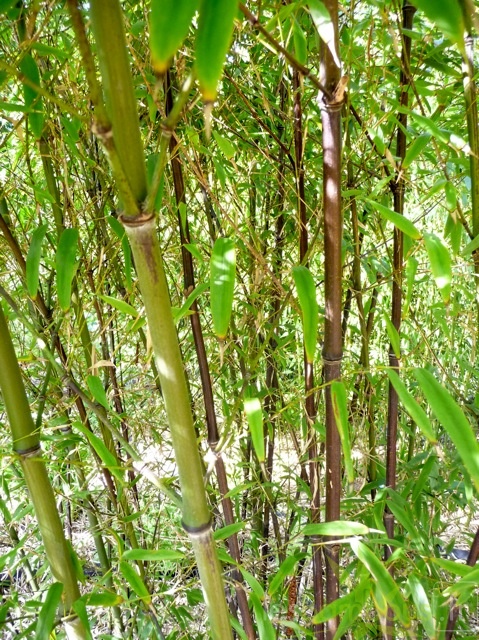 Phyllostachys.nigra.hale.247