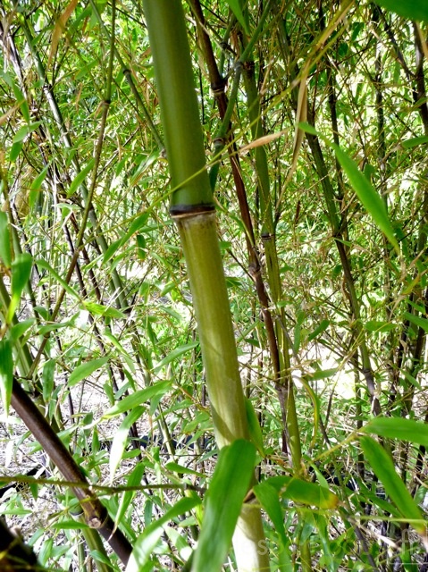 Phyllostachys.nigra.hale.248
