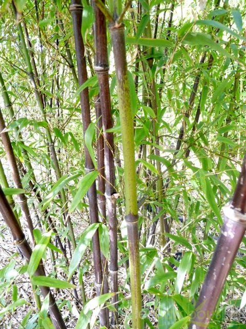 Phyllostachys.nigra.hale.249