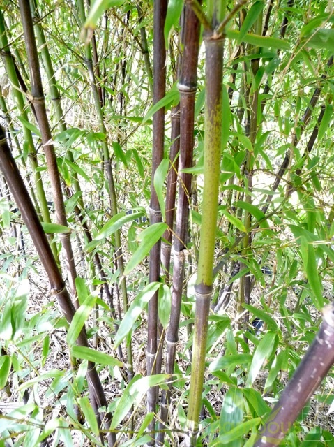 Phyllostachys.nigra.hale.250