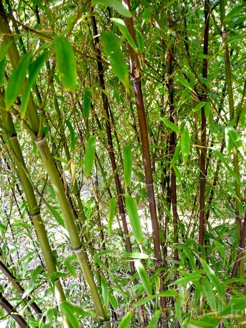 Phyllostachys.nigra.hale.251