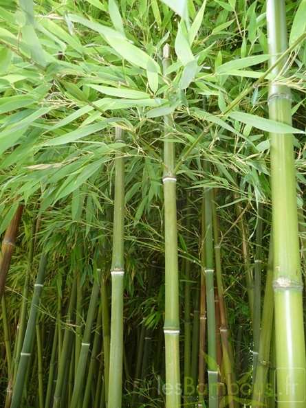 Phyllostachys nigra Henonis branches