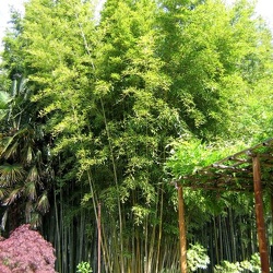 Nigra Henonis