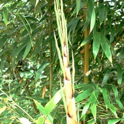 Nigra Megurochiku