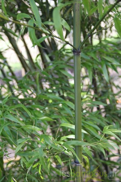 nigra.mejiro 0527 2