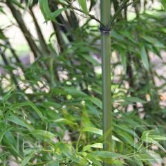 nigra.mejiro 0527 2