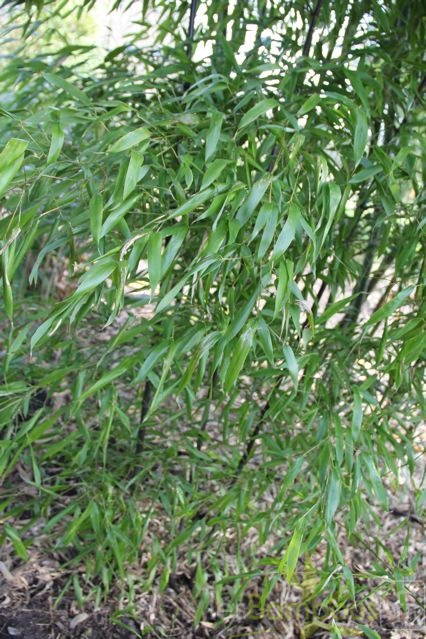 nigra.mejiro 0528 2