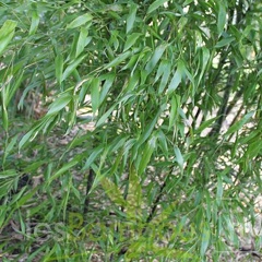 nigra.mejiro 0528 2