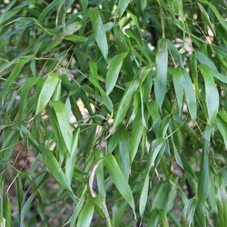Nigra Mejiro