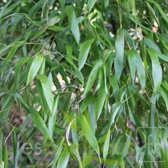 nigra.mejiro 0529 2