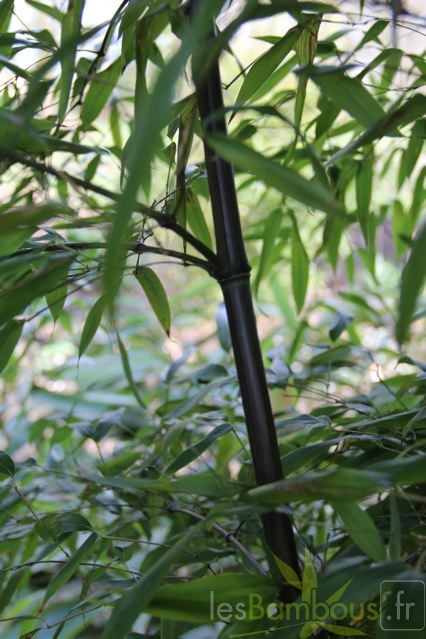 nigra.mejiro 0530 2