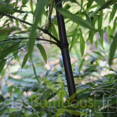 nigra.mejiro 0530 2