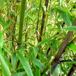 Nigra Mushisasa