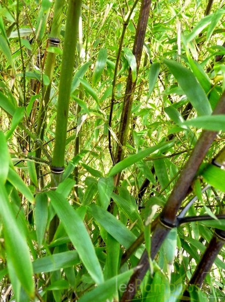 phyllostachys.nigra.mushisasa.276