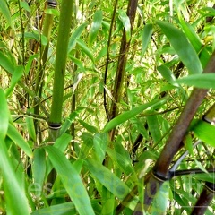 phyllostachys.nigra.mushisasa.276