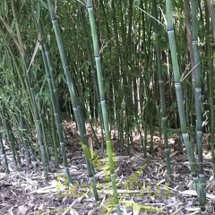 12 phyllostachys nuda 2