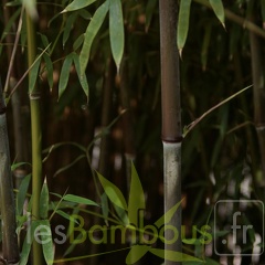 5 phyllostachys nuda