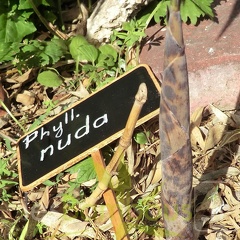 nuda.turions.0277