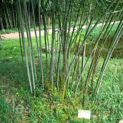 nuda 0373