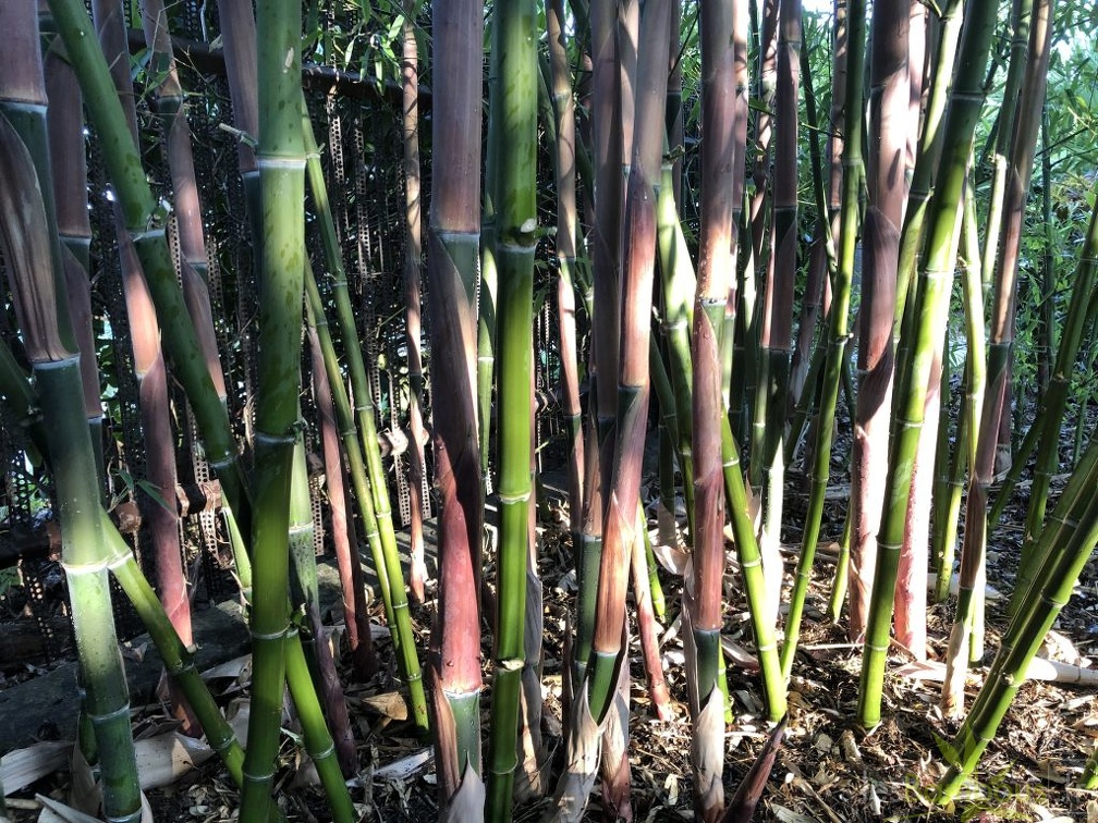 Phyllostachys parvifolia 02