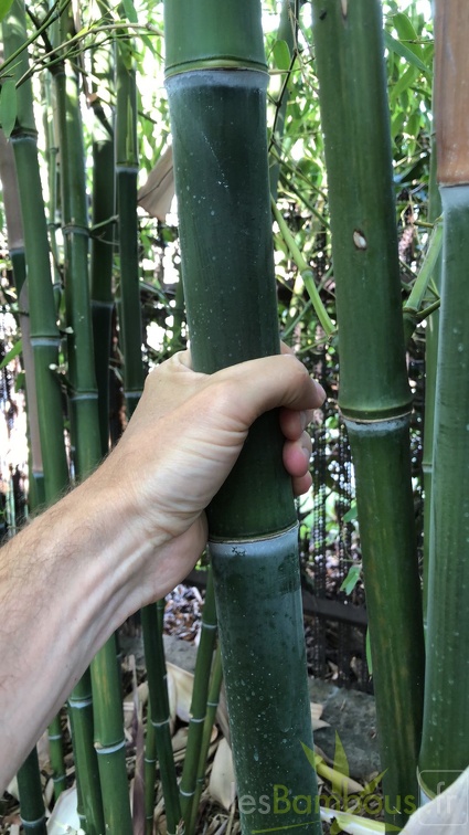 Phyllostachys parvifolia 03