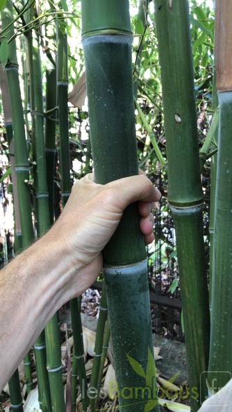 Phyllostachys parvifolia 03