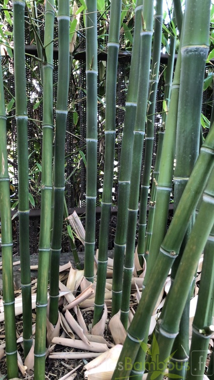 Phyllostachys parvifolia 04