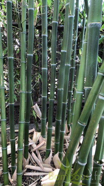 Phyllostachys parvifolia 04