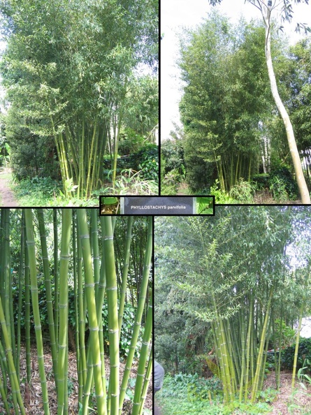 Phyllostachys parvifolia 05