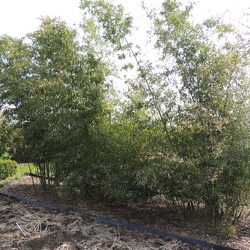 Parvifolia