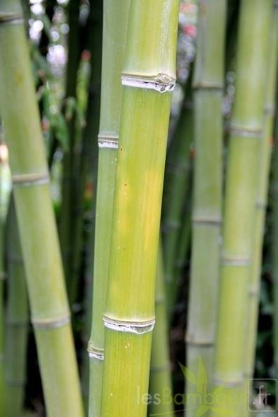 Phyllostachys parvifolia 11