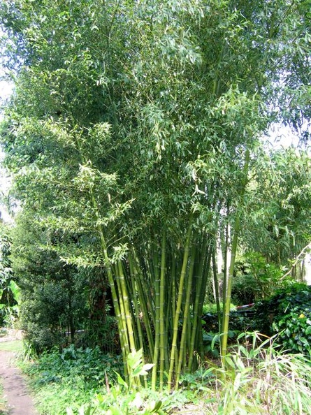 Phyllostachys parvifolia 12