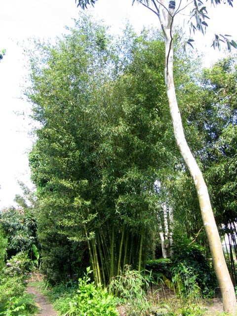 Phyllostachys parvifolia 13