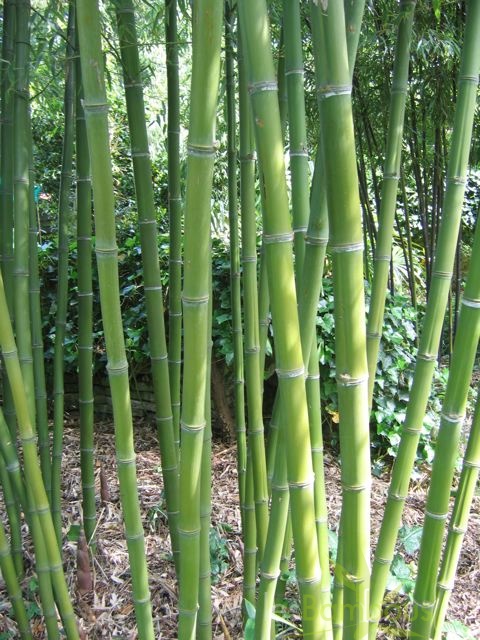 Phyllostachys parvifolia 14