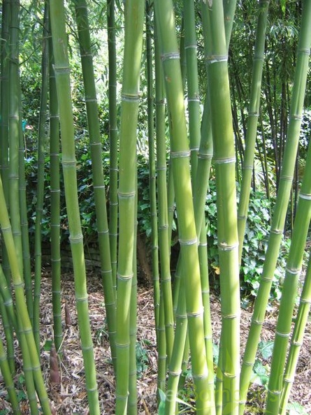 Phyllostachys parvifolia 14
