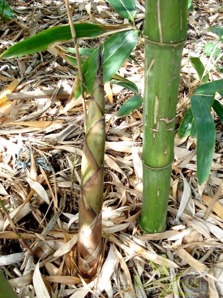 Phyllostachys parvifolia turion 15