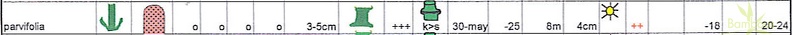 parvifolia.table.jpg