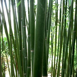 Platyglossa