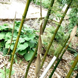 Praecox Prevernalis