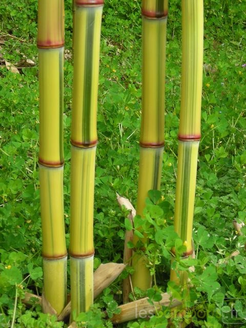 Phyl.praecoxViridisulcata0461