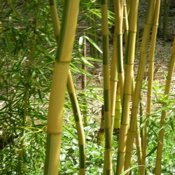 Praecox Viridisulcata