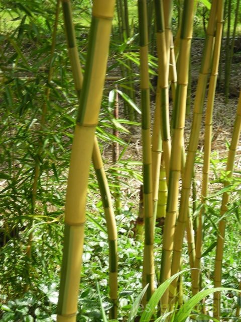 Phyl.praecoxViridisulcata0469