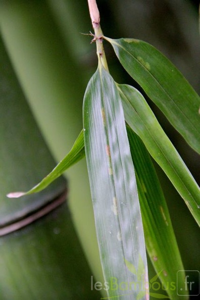 phyllostachys.prominens 0348
