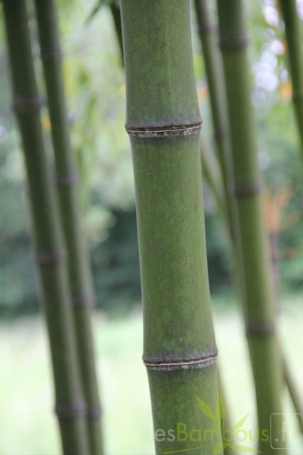 phyllostachys.prominens 1033