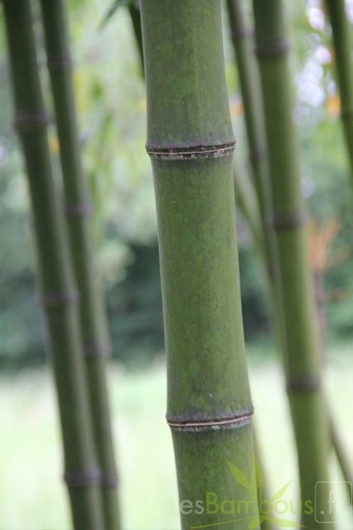 phyllostachys.prominens 1033