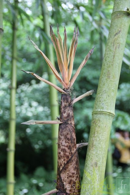 phyllostachys.prominens 1034