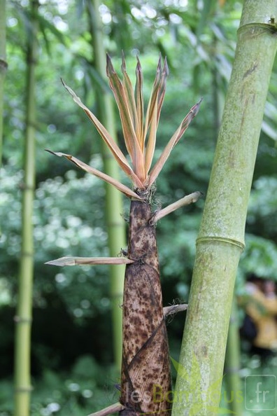 phyllostachys.prominens 1034
