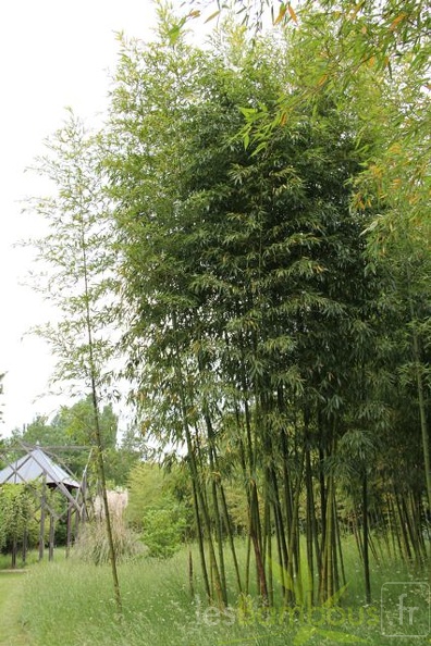 phyllostachys.prominens 1035